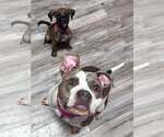 Small Photo #7 Mutt Puppy For Sale in Greenville, SC, USA
