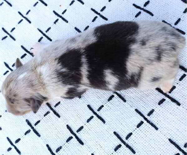 Medium Photo #16 Miniature Australian Shepherd Puppy For Sale in DAWSON, GA, USA