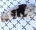 Small #6 Miniature Australian Shepherd