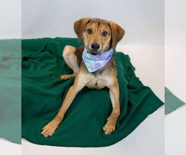 Medium Photo #5 Mutt Puppy For Sale in Kennesaw, GA, USA