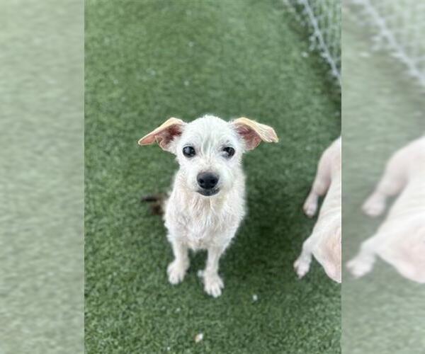 Medium Photo #2 Mutt Puppy For Sale in Chula Vista, CA, USA