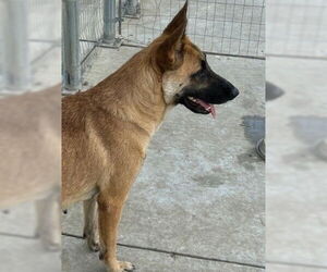 German Shepherd Dog Dogs for adoption in Houston, TX, USA