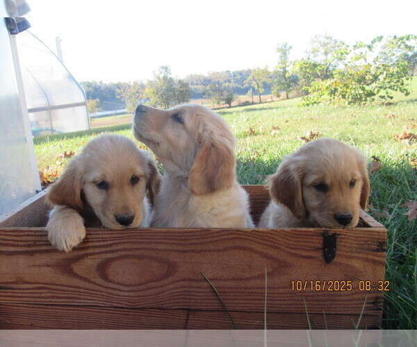 Medium Photo #7 Golden Retriever Puppy For Sale in SINGERS GLEN, VA, USA