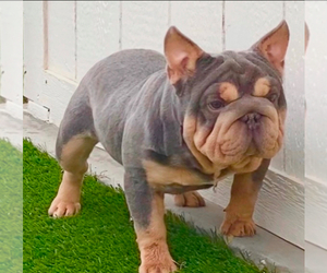 Father of the French Bulldog puppies born on 10/15/2024