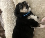 Small #6 Shiba Inu