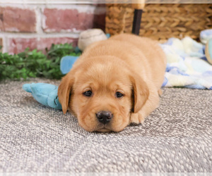 Labrador Retriever Puppy for Sale in SYRACUSE, Indiana USA