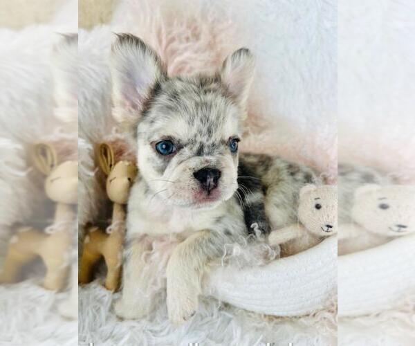 Medium Photo #18 French Bulldog Puppy For Sale in WEST PALM BEACH, FL, USA