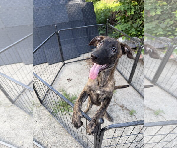 Medium Photo #2 Holland Shepherd-Plott Hound Mix Puppy For Sale in Virginia Beach, VA, USA