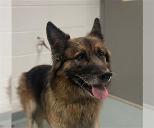German Shepherd Dog Dogs for adoption in St. Cloud, FL, USA