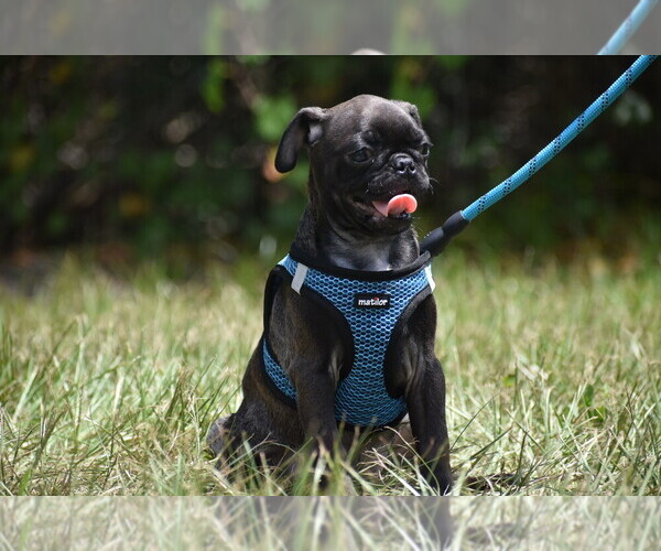 Medium Photo #1 Pug Puppy For Sale in PALM COAST, FL, USA