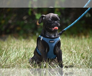 Pug Puppy for sale in PALM COAST, FL, USA