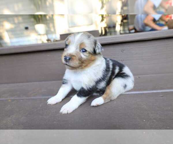 Medium Photo #13 Miniature Australian Shepherd Puppy For Sale in DAWSON, GA, USA