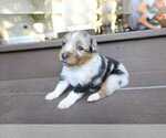 Small #3 Miniature Australian Shepherd