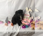 Small Photo #7 Aussiedoodle Miniature  Puppy For Sale in INDIANAPOLIS, IN, USA
