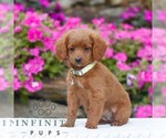 Small #2 Golden Retriever-ShihPoo Mix