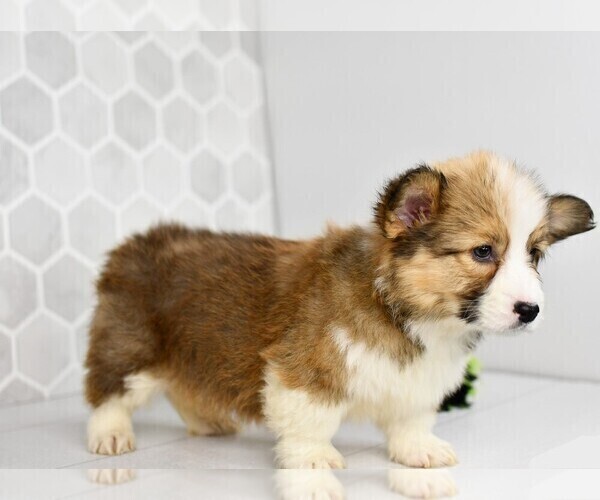Medium Photo #15 Pembroke Welsh Corgi Puppy For Sale in MIDDLEBURY, IN, USA