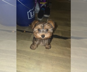 Yorkshire Terrier Puppy for Sale in DETROIT, Michigan USA