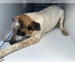 A663194 - Male Mutt Dog for Adoption - Small photo