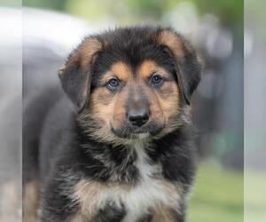 Bernese Mountain Dog-Unknown Mix Dogs for adoption in San Diego, CA, USA