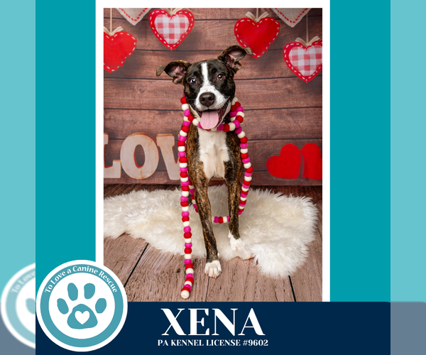 Medium Photo #3 Boxer-Unknown Mix Puppy For Sale in Kimberton, PA, USA