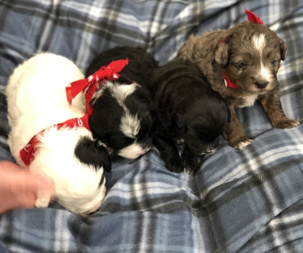 Medium Photo #1 Poodle (Toy)-Texas Heeler Mix Puppy For Sale in MARQUAND, MO, USA