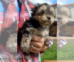 Morkie Puppy for sale in HINCKLEY, MN, USA