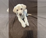 Puppy Prince Naveen Labrador Retriever