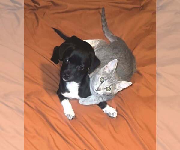 Medium Photo #6 Chihuahua-Unknown Mix Puppy For Sale in New York, NY, USA