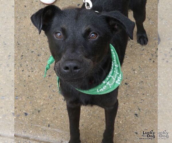 Medium Photo #5 Labrador Retriever-Unknown Mix Puppy For Sale in Washington, DC, USA