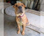 Small #2 Chinese Shar-Pei Mix