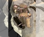 Small Photo #17 American Pit Bull Terrier Puppy For Sale in TACOMA, WA, USA