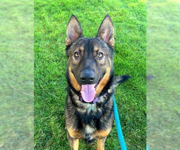 Medium Photo #1 German Shepherd Dog Puppy For Sale in Sacramento, CA, USA