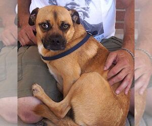 Pug-Unknown Mix Dogs for adoption in Carrollton, TX, USA