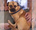 Small Pug Mix