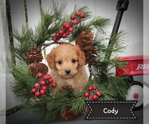 Cock-A-Poo Puppy for sale in CLARKRANGE, TN, USA