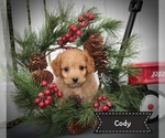 Small Photo #1 Cock-A-Poo Puppy For Sale in CLARKRANGE, TN, USA