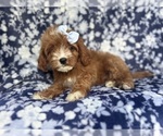 Small #3 Cavapoo