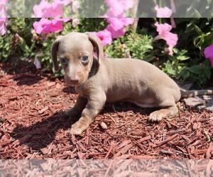 Dachshund Puppy for sale in ORO VALLEY, AZ, USA