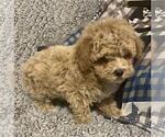 Small #11 Poodle (Toy)