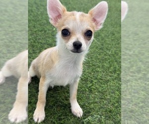 Chihuahua Puppy for sale in INDIANAPOLIS, IN, USA