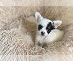 Small #28 Chihuahua