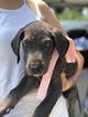Small Photo #1 Great Dane Puppy For Sale in MCALLEN, TX, USA
