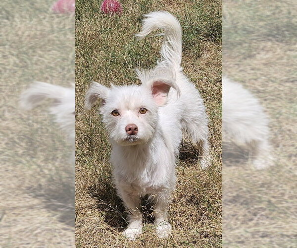 Medium Photo #1 Mutt Puppy For Sale in Olalla, WA, USA