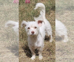Mutt Dogs for adoption in Olalla, WA, USA