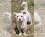 Small Mutt