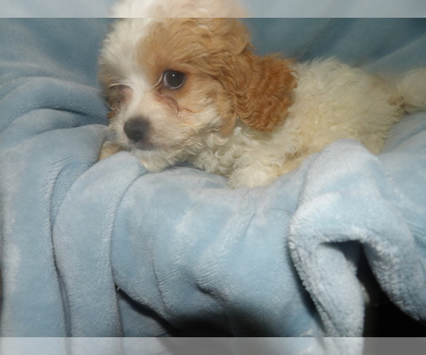 Medium Photo #3 Cavachon Puppy For Sale in PATERSON, NJ, USA