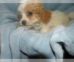 Small Photo #3 Cavachon Puppy For Sale in PATERSON, NJ, USA