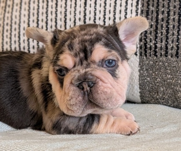 Medium Photo #28 French Bulldog Puppy For Sale in GOSHEN, IN, USA
