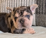 Small Photo #28 French Bulldog Puppy For Sale in GOSHEN, IN, USA