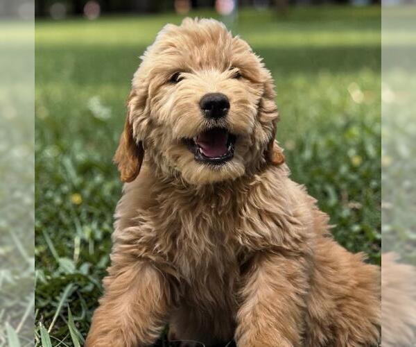Medium Photo #1 Goldendoodle Puppy For Sale in San Diego, CA, USA